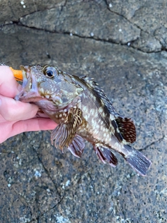 タケノコメバルの釣果