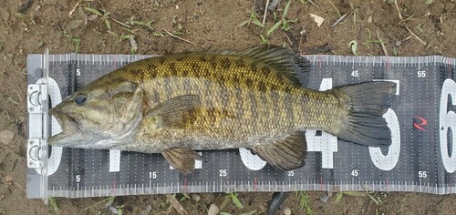 スモールマウスバスの釣果