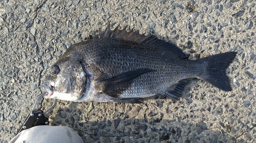 チヌの釣果