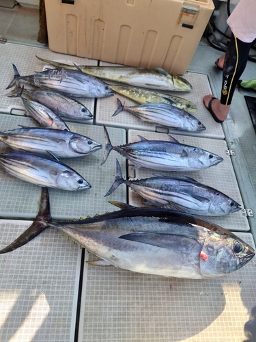 カツオの釣果