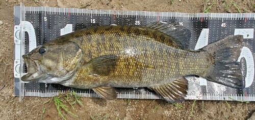 スモールマウスバスの釣果