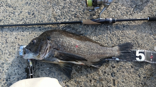 チヌの釣果