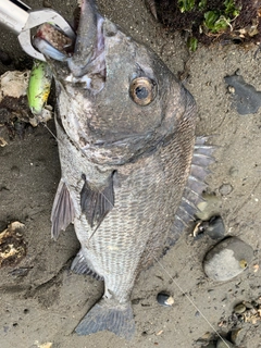 チヌの釣果