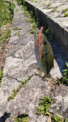 ブラックバスの釣果