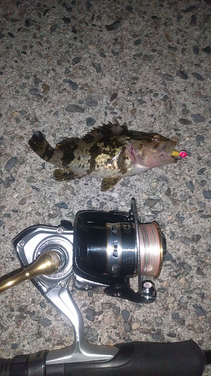 タケノコメバル