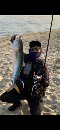 ハマチの釣果