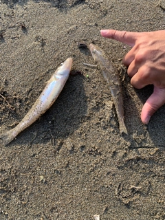 キスの釣果