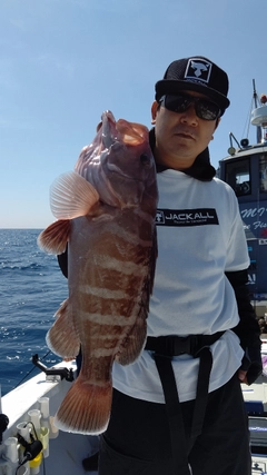 マハタの釣果