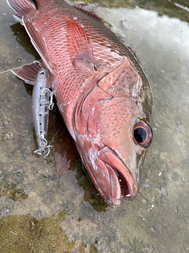 マングローブジャックの釣果