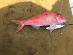 タカサゴヒメジの釣果