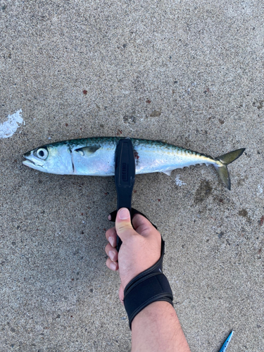 サバの釣果