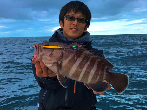 マハタの釣果