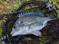 キビレの釣果