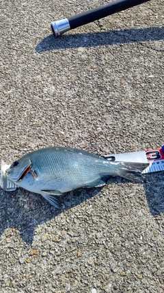 クチブトグレの釣果