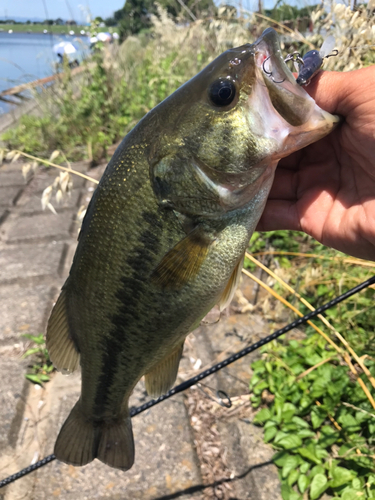 ラージマウスバスの釣果