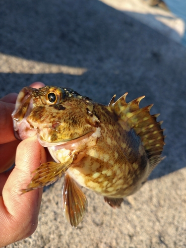 カサゴの釣果