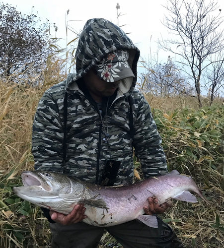 イトウの釣果