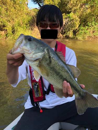 ブラックバスの釣果