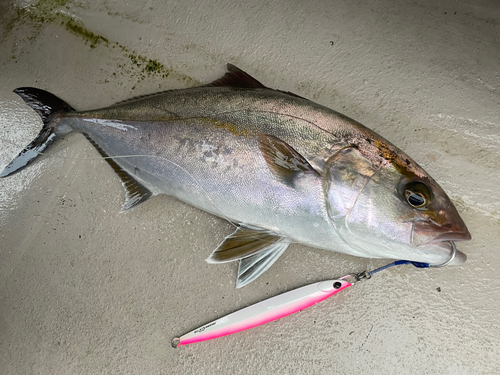 カンパチの釣果