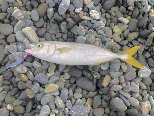 ワカシの釣果