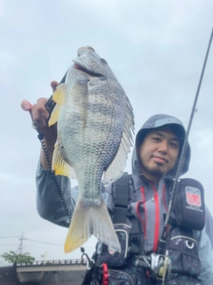 キビレの釣果