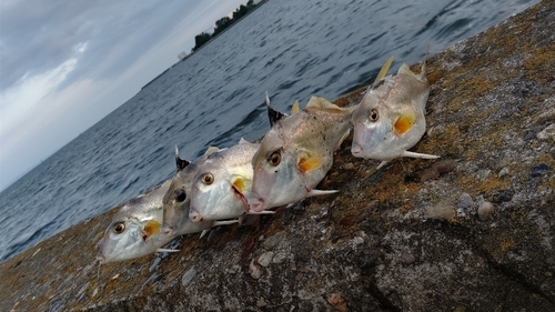 ギマの釣果