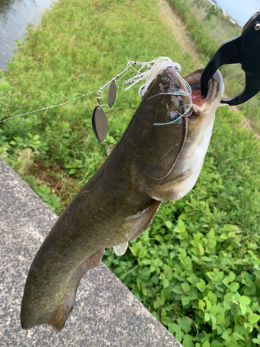 ナマズの釣果