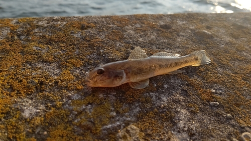 マハゼの釣果