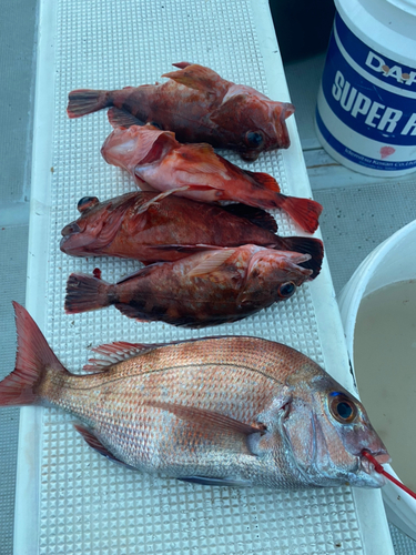 タイの釣果