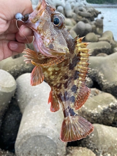 カサゴの釣果