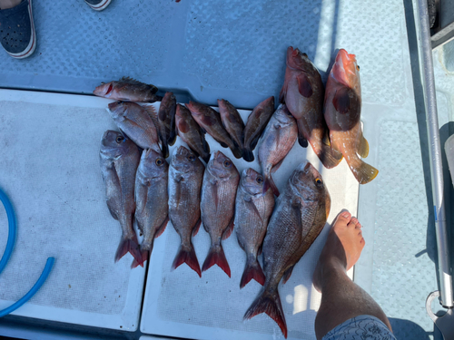 タイの釣果