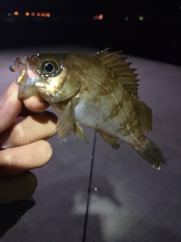 シロメバルの釣果