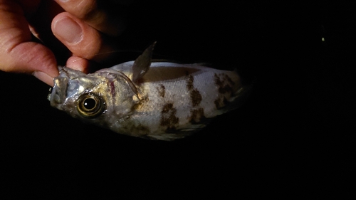 シロメバルの釣果