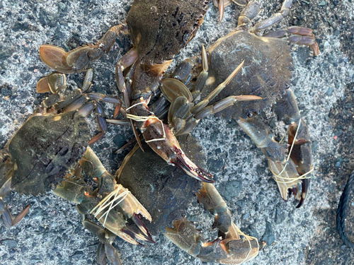 ワタリガニの釣果