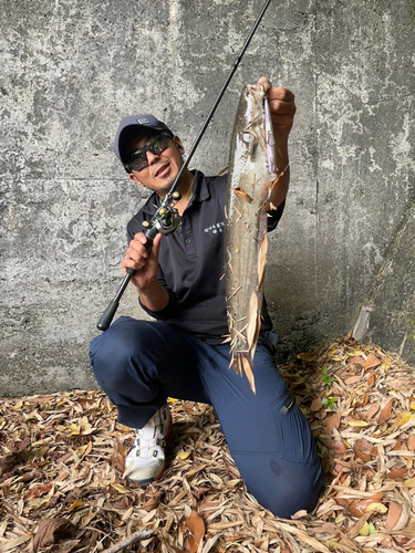 ナマズの釣果