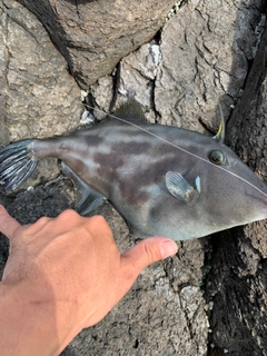 カワハギの釣果