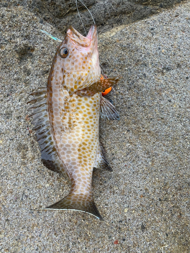 オオモンハタの釣果