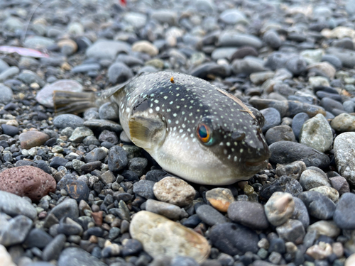 クサフグの釣果