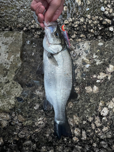 セイゴ（ヒラスズキ）の釣果