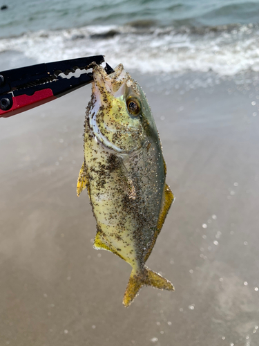 カンパチの釣果