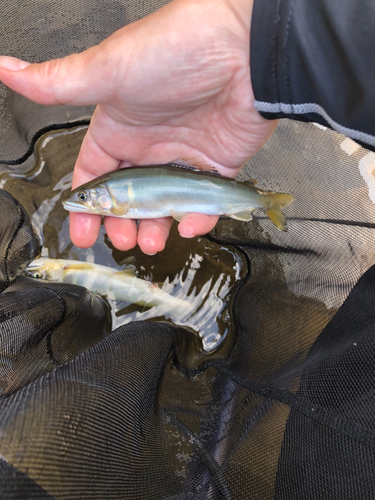 アユの釣果