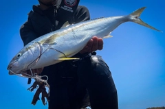 ヒラマサの釣果