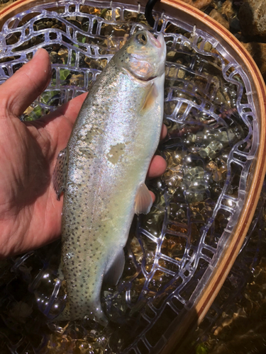 ニジマスの釣果