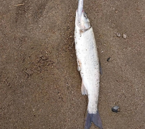 ウグイの釣果