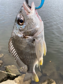 キビレの釣果