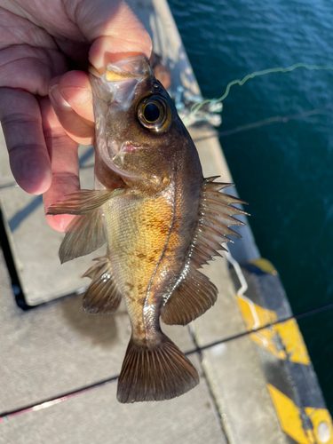 メバルの釣果