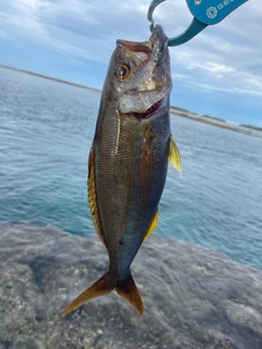 イシフエダイの釣果