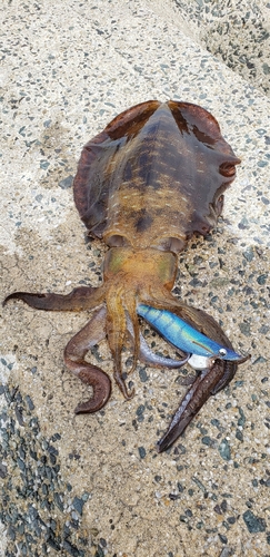 アオリイカの釣果