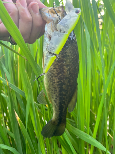 ブラックバスの釣果