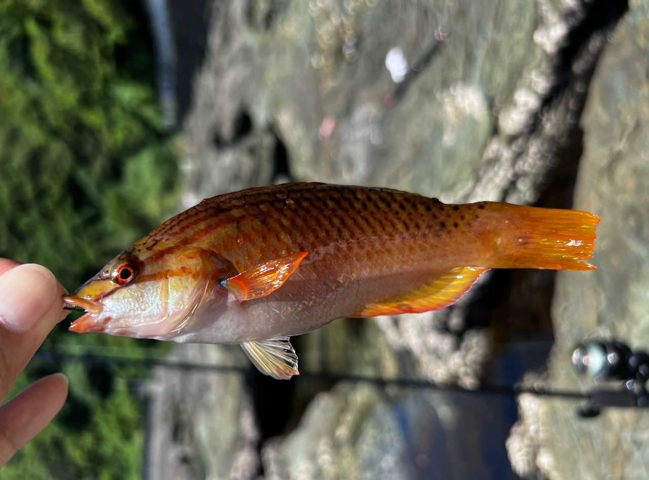 ドドパパ さんの 2022年06月04日のアカササノハベラの釣り・釣果情報(和歌山県 - 雑賀崎シーパーク) - アングラーズ |  釣果500万件の魚釣り情報サイト